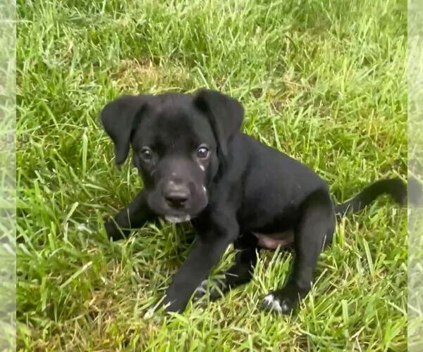Medium Photo #1 Labrador Retriever-Unknown Mix Puppy For Sale in Germantown, OH, USA