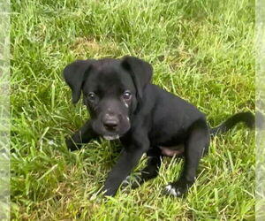 Labrador Retriever-Unknown Mix Dogs for adoption in Germantown, OH, USA