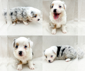 Miniature Australian Shepherd Puppy for sale in BROOKER, FL, USA