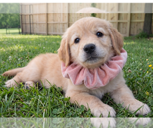 Medium Photo #3 Golden Retriever Puppy For Sale in Grovertown, IN, USA