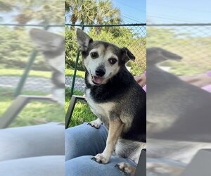 Chihuahua-Unknown Mix Dogs for adoption in Weston, FL, USA