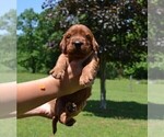 Puppy Orange M Irish Setter