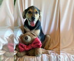 Small #6 Labrador Retriever Mix