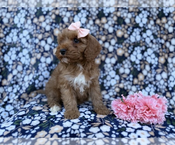 Medium Photo #9 Cavapoo (Miniature) Puppy For Sale in LAKELAND, FL, USA