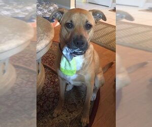 Shelby (SADIE) - Female Mutt Dog for Adoption - Photo #3
