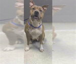 Small American Pit Bull Terrier Mix