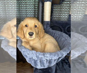 Golden Retriever Puppy for sale in RAEFORD, NC, USA