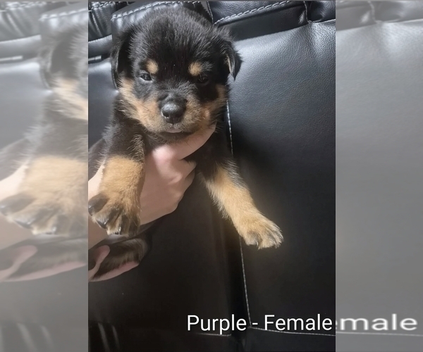 Medium Photo #12 Rottweiler Puppy For Sale in TAUNTON, MA, USA
