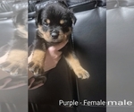 Small Photo #12 Rottweiler Puppy For Sale in TAUNTON, MA, USA