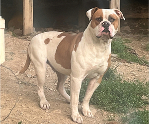 Father of the American Bulldog puppies born on 03/14/2025