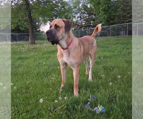 Medium Photo #2 Mastiff-Unknown Mix Puppy For Sale in Crystal, MN, USA
