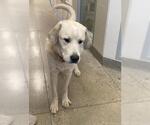 *BRAD - Male Labrenees Dog for Adoption - Small photo