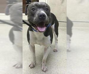 Mutt Dogs for adoption in Riverside, CA, USA