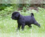 Small Photo #6 Pug Puppy For Sale in HANNA CITY, IL, USA