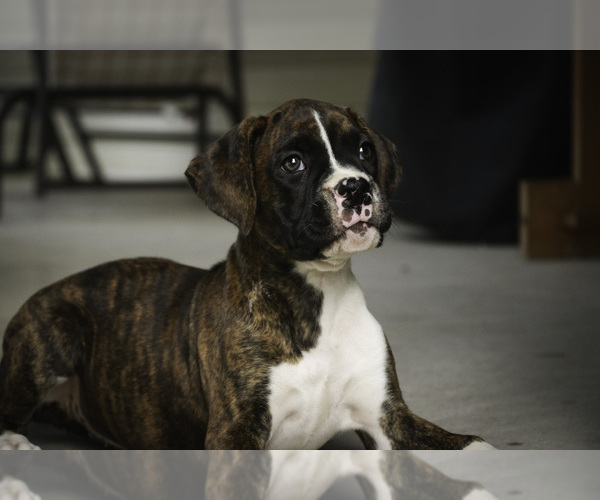 Medium Photo #7 Boxer Puppy For Sale in SHIPSHEWANA, IN, USA