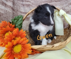 Shetland Sheepdog Puppy for sale in COLBY, WI, USA