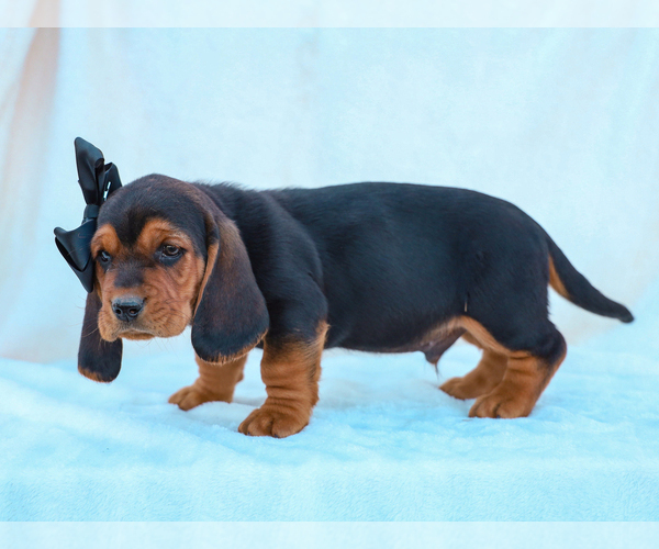 Medium Photo #3 Basset Hound Puppy For Sale in LIBERTY, KY, USA