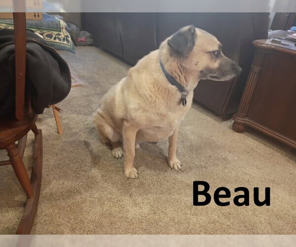 Medium Photo #4 Black Mouth Cur-Unknown Mix Puppy For Sale in Mountain View, AR, USA