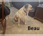 Small #3 Black Mouth Cur Mix