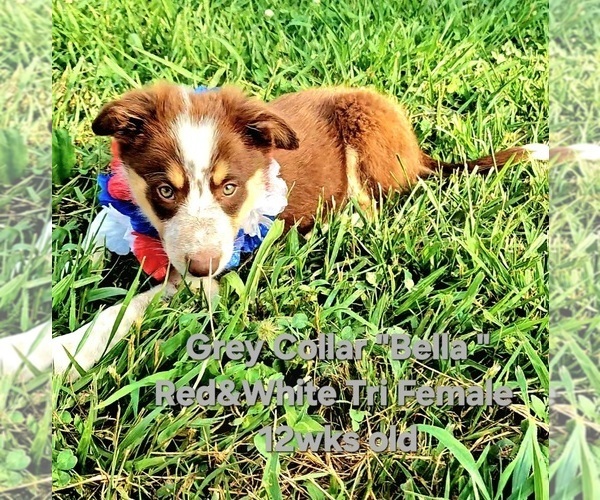 Medium Photo #8 Border Collie Puppy For Sale in BYBEE, TN, USA