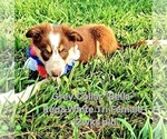Small #7 Border Collie