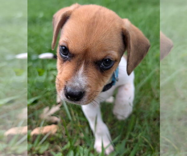 Medium Photo #3 Beagle Puppy For Sale in Brooklyn Center, MN, USA