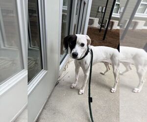 Feist Terrier-Unknown Mix Dogs for adoption in Hilton Head, SC, USA