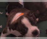 Small Photo #23 Boston Terrier-Collie Mix Puppy For Sale in COLUMBUS, OH, USA