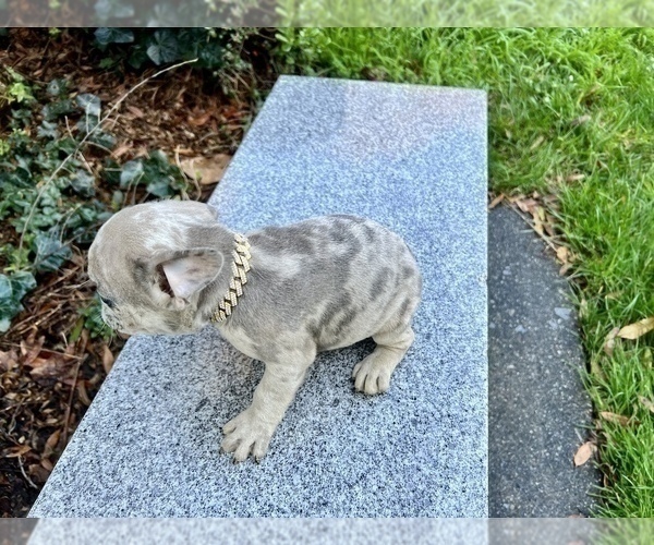 Medium Photo #244 French Bulldog Puppy For Sale in HAYWARD, CA, USA