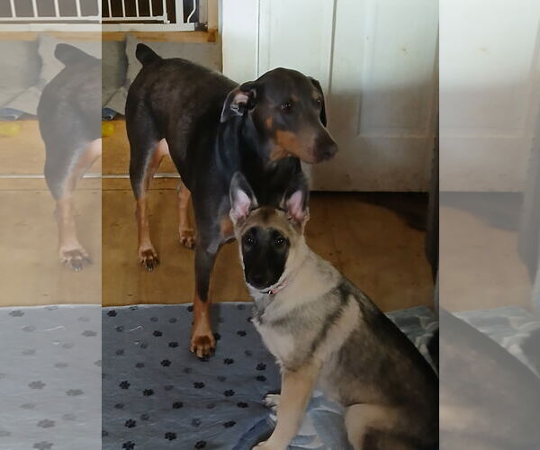 Medium Photo #4 German Shepherd Dog Puppy For Sale in La Grange , NC, USA