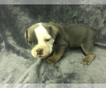 Small Photo #4 Olde English Bulldogge Puppy For Sale in CHETEK, WI, USA