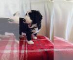 Small Photo #5 Bernedoodle Puppy For Sale in SPRINGFIELD, IL, USA
