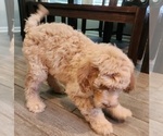 Small Photo #1 Goldendoodle Puppy For Sale in KANSAS CITY, MO, USA