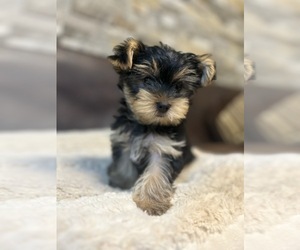 Yorkshire Terrier Puppy for sale in Botevgrad, Sofia, Bulgaria