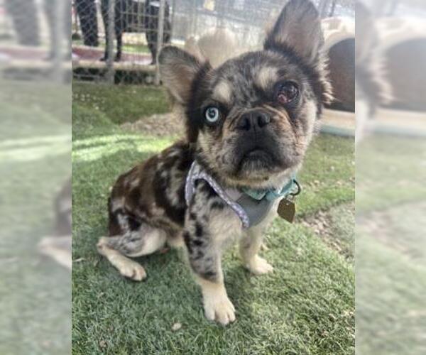 Medium Photo #1 French Bulldog-Unknown Mix Puppy For Sale in Ventura, CA, USA