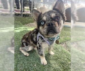 French Bulldog-Unknown Mix Dogs for adoption in Ventura, CA, USA