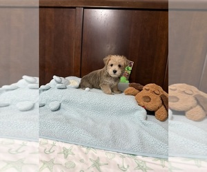 Morkie Puppy for sale in BENSON, NC, USA
