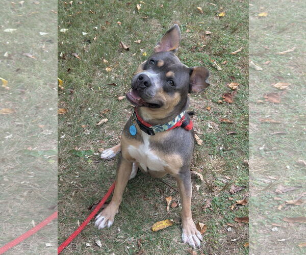 Medium Photo #1 Australian Kelpie-Unknown Mix Puppy For Sale in Rockaway, NJ, USA