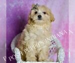 Puppy Frankie Maltipoo (Miniature)