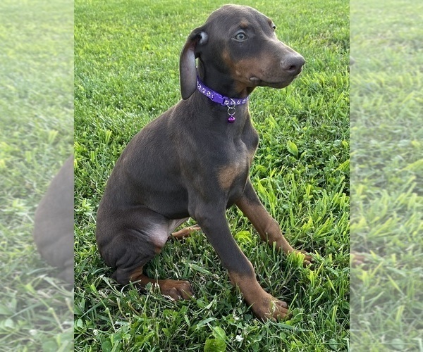Medium Photo #3 Doberman Pinscher Puppy For Sale in POMEROY, OH, USA
