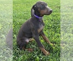 Small Photo #3 Doberman Pinscher Puppy For Sale in POMEROY, OH, USA