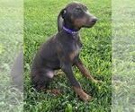 Small #2 Doberman Pinscher