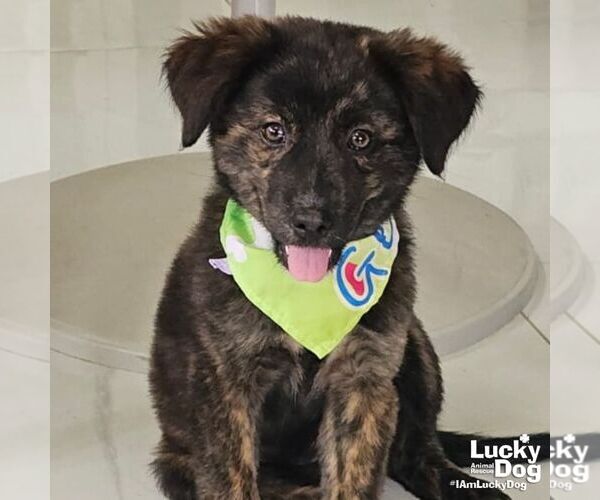 Medium Photo #1 Australian Shepherd-Unknown Mix Puppy For Sale in Washington, DC, USA