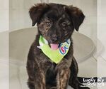 Small Australian Shepherd Mix