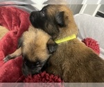 Small Photo #131 Belgian Malinois Puppy For Sale in REESEVILLE, WI, USA