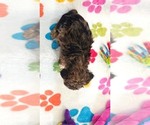 Small #13 Yorkipoo