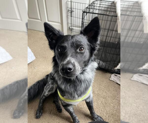 Medium Photo #2 Border Collie-Texas Heeler Mix Puppy For Sale in Apple Valley, CA, USA