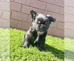 Small Photo #103 French Bulldog Puppy For Sale in ORLANDO, FL, USA