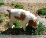 Small Photo #3 Brittany Puppy For Sale in SAINT CLAIR, MO, USA