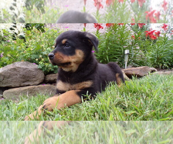 Medium Photo #9 Rottweiler Puppy For Sale in MILLERSBURG, OH, USA